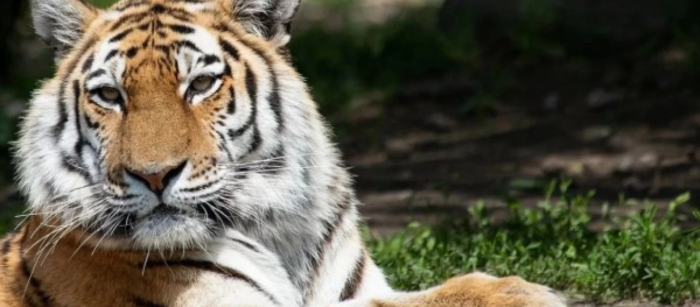 Απίστευτο: Ζωολογικός κήπος στις ΗΠΑ άρχισε να εμβολιάζει ζώα κατά του κορονοϊού